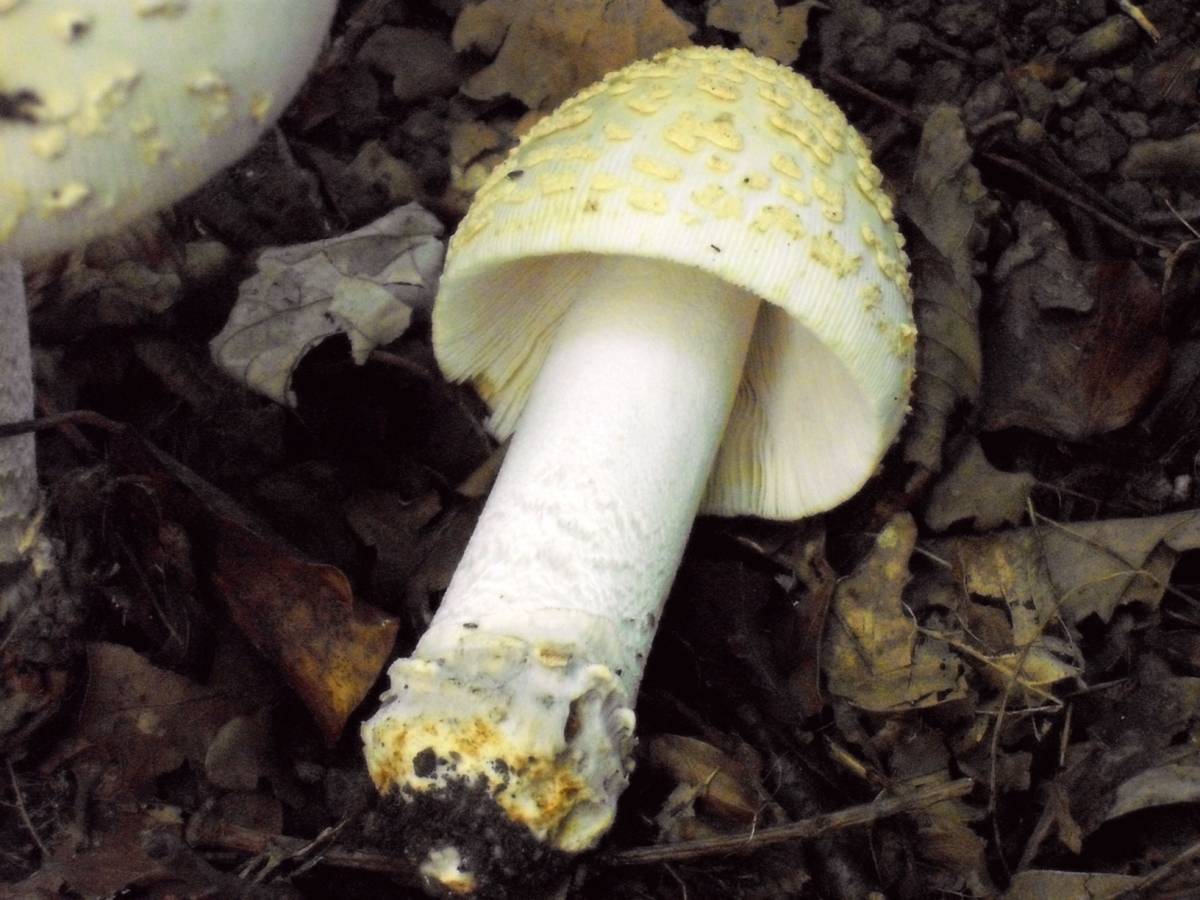 Amanita da determinare